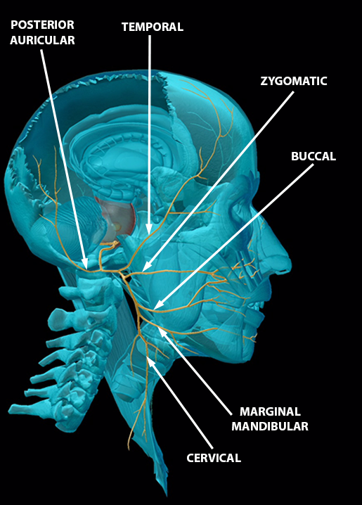 Youve Got Some More Nerves The Cranial Nerves 8762